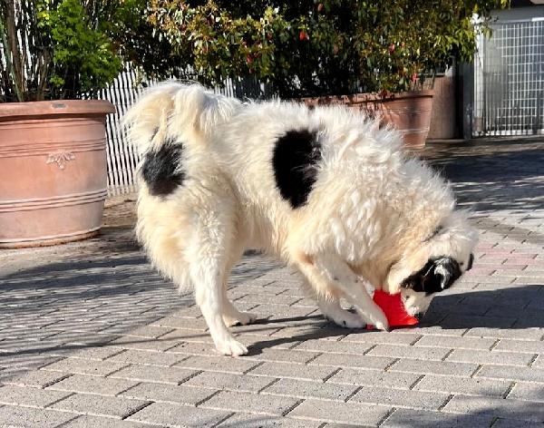 SIMBA  ASPETTA DA TROPPO TEMPO UNA FAMIGLIA Foto 5
